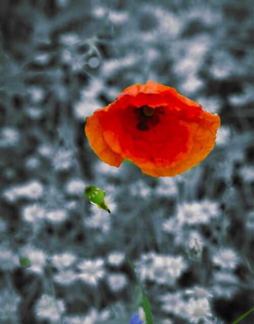 Christine von der Thannen